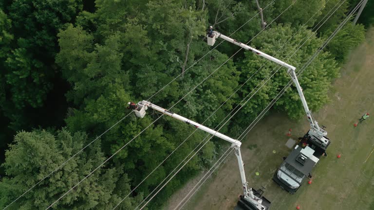 How Our Tree Care Process Works  in Del Rio, CA